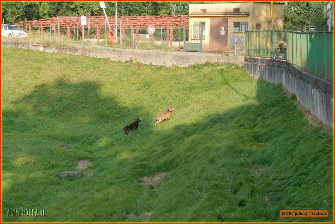 (2015.julius)Trebon-078.jpg