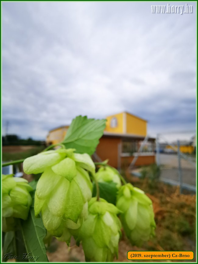 2019.szeptember-Cz-Brno-004.jpg