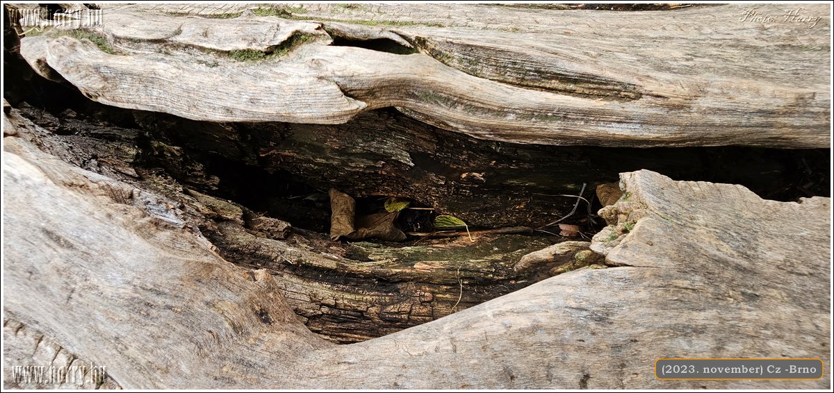2023.11-Cz-Brno-20.jpg