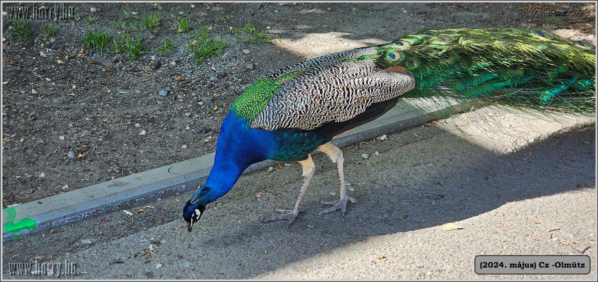 2024.05-Cz-Olmutz-106.jpg